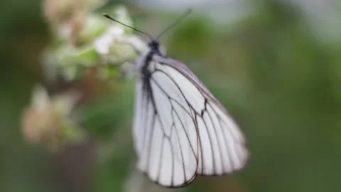 Close-up slow motion A group of butterflies with cyan wings that absorb Vídeos de archivo 133860500