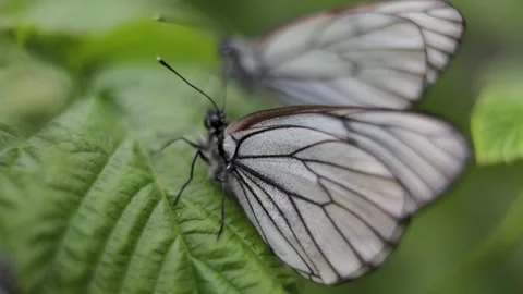 Close-up slow motion A group of butterflies with cyan wings that absorb 動画素材 136641163