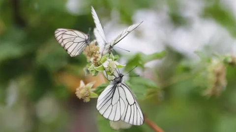 Close-up slow motion A group of butterflies with cyan wings that absorb Vidéo 136929083