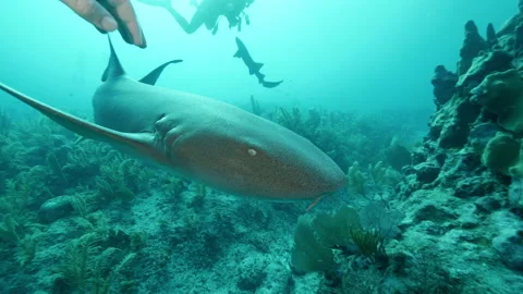 Close-up Slow Motion: Hand touching nurse shark swimming in sea-Belize City, Bel Stock Footage 149116107