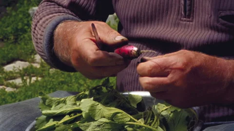 Close-up, Slow Motion, Hands of an Elderly Man Cut Green Batva with a Knife from Stock Footage 160407788