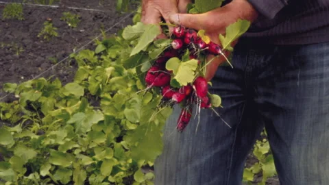 Close-up, slow motion, hands of an elderly rural man picking radish fruits in Stock Footage 247257025