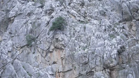 Close-up, slow motion, high rock with sparse green bushes Stock Footage 229702845