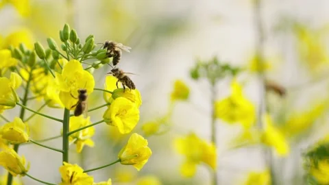 Close up slow motion of honey bee on a yellow oilseed flower Stock Footage 228531289