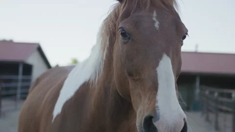 Close up slow motion of horse's face in stables against barn background Vidéo 204784852
