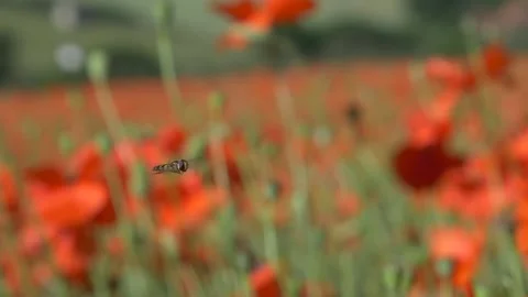 Close up slow motion of hoverfly flying in poppy field during sunny day Stock Footage 172152704