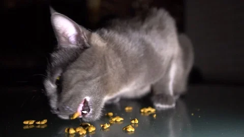 Close up. Slow motion. Hungry Grey Cat Eat Dry Food. 스톡 동영상 104774844