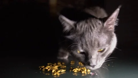 Close up. Slow motion. Hungry Grey Cat Eat Dry Food. 库存影片 104774867