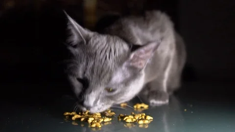 Close up. Slow motion. Hungry Grey Cat Eat Dry Food. Stock Footage 104774869