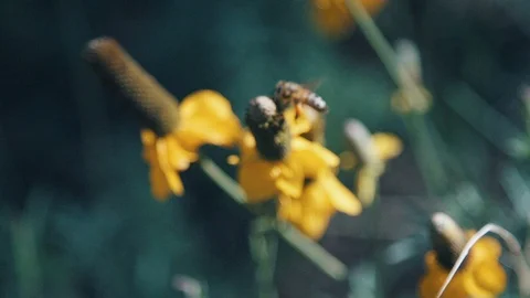 Close up slow motion insect pollinating flower flying near grass in field Stock Footage 105201356