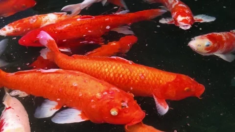 Close-up slow motion of Koi fish swimming freely in ornament pond 스톡 동영상 345862855