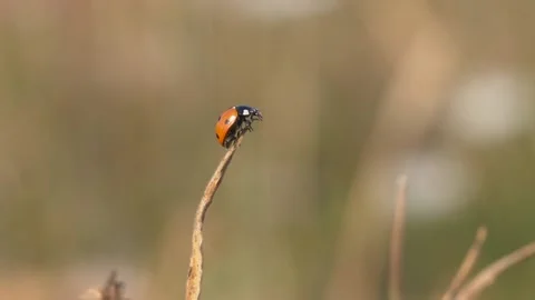 Close up slow motion of ladybug flying away from strand of grass in field 動画素材 172152181
