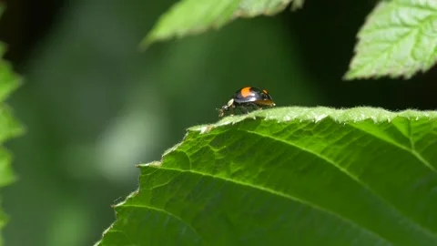 Close up slow motion of ladybug flying away from green leaf in garden 動画素材 172152183