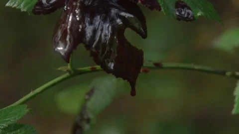 Close up slow motion of leaf covered in thick blood and dripping down on ground Vídeos de archivo 208804845
