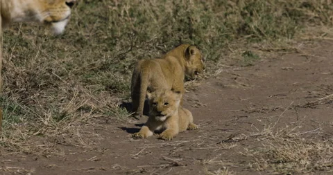 Close-up slow motion lioness and two very cute young cubs lying in African Stock Footage 160902401