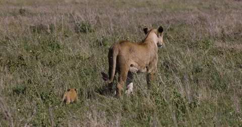 Close-up slow motion lioness walking with a very cute young cub following her in Stock Footage 160900512