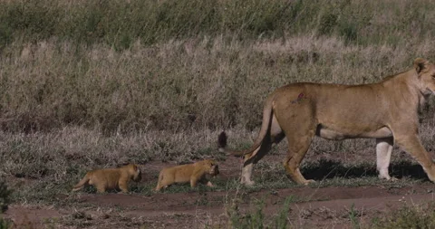 Close-up slow motion lioness walking and two very cute young cubs following her Stock Footage 160991945