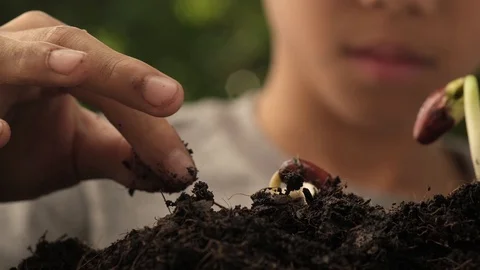 Close up slow motion little bean seedling in soil Vídeos de archivo 124401455