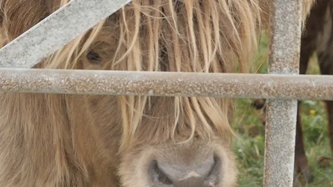 Close Up Slow Motion of a Long-Haired Cow in Scotland Chewing 스톡 동영상 97376467