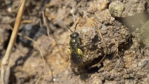 Close up slow motion of Mason Bee flying away after collecting mud from ground Stock Footage 172153009