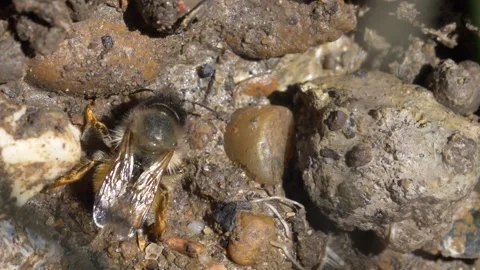 Close up slow motion of Mason Bee collecting mud from ground and flying away Stock Footage 172154718