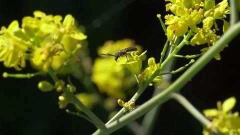 Close up slow motion of Mining Bee flying away from Ragwort in garden Stock Footage 172153159