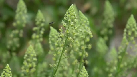 Close up slow motion of Mining Bees flying around in garden pollinating flowers Stock Footage 172153158