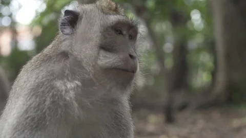 Close Up Slow Motion Monkey Face Stock Footage 106036298