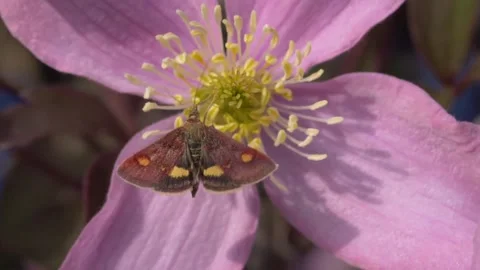 Close up slow motion of moth collecting nectar from Clematis flower in garden 動画素材 172153221