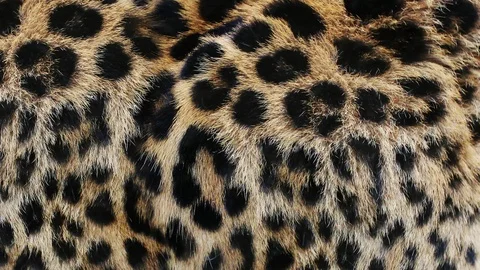 Close up, slow motion of moving leopard hair. African wild cat fur. Beautiful Video stock 90645408