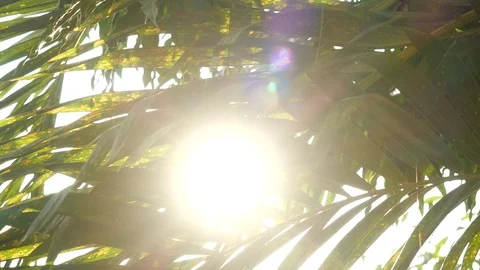 Close-up of Slow motion moving shot under palm trees with beautiful sunbeam Stock-Footage 127806591