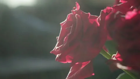 Close up slow motion pan of rose with sun shinig through Stock Footage 202299817