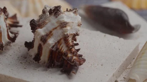 Close up slow motion panning shot of sea shells, conchs, and rocks on a whi.. Stock Footage 332140829