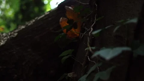 Close-up in slow motion on a path of mushrooms growing from the trunk of a tree Stock Footage 248531185