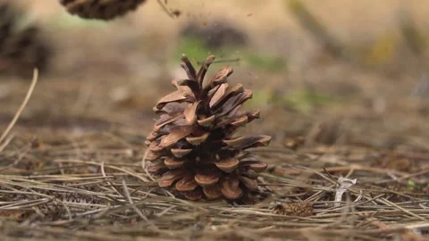 Close-up slow motion of pine cones falling on the forest floor. 库存影片 154765513