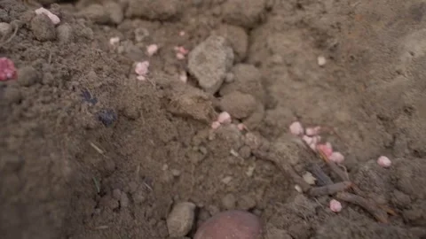 Close-up in slow motion of planted seed potatoes in the soil of a vegetable Stock Footage 310927264