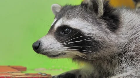 Close-up slow motion portrait of an american raccoon in contact zoo. Young Video stock 196442553