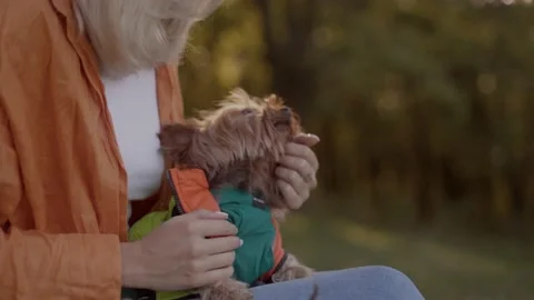 Close up slow motion portrait of a small yorkshire terrier dog in clothes Stock Footage 234174678