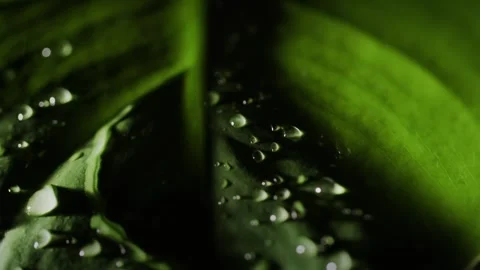 Close up slow motion rain falling on lush green leaf surface with water dro.. Stock Footage 334995763