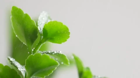 Close-up slow motion of raindrops falling on green kalanchoe leaves. Gentle.. Stock Footage 312870759
