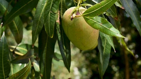 Close-up slow motion rotation around fresh green mango hanging from tree on a Stock Footage 109977280