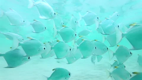 Close Up Slow Motion School Of Silver Moonfish Gliding Through Crystal Clear Stock Footage 329627824