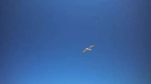 Close-up slow motion of a seagull flying high and soaring with spread wings in a 스톡 동영상 281264170