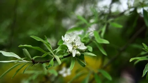 A close up slow motion shoot of a tree branch with white flowers 動画素材 154303379