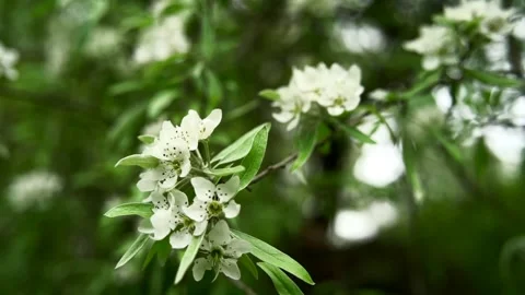 A close up slow motion shoot of a tree branch with white flowers 動画素材 154303529