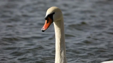 Close up slow motion shot of a beautiful swan on a lake Stock Footage 141597647