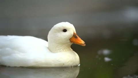 A close up slow motion shot of a beautiful white duck floating peacefully on Stock Footage 340861540