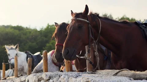 Close-up slow-motion shot of beautiful horses standing outdoors at sunrise Stock Footage 342239516