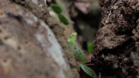 Close-Up Slow Motion Shot of a Brown Tree Trunk with Tilt-Down Effect Stock Footage 236142316