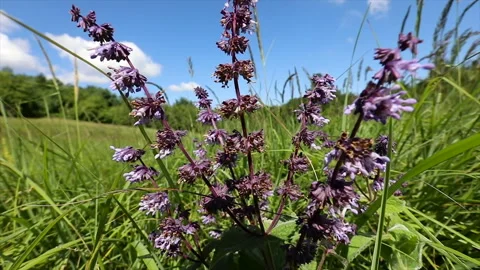 Close up slow motion shot of a couple of field flowers Vidéo 136963618